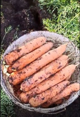 Морковь оптом. Урожай 2021. Беларусь