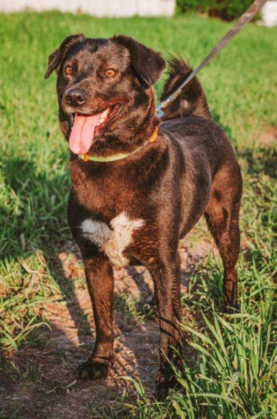 Очаровательную собачку Чару в дар