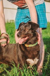 Очаровательную собачку Чару в дар