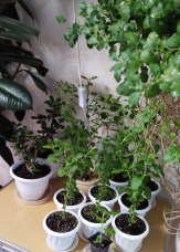 Вы можете взять саженец Туласи и ухаживать за Ней дома.